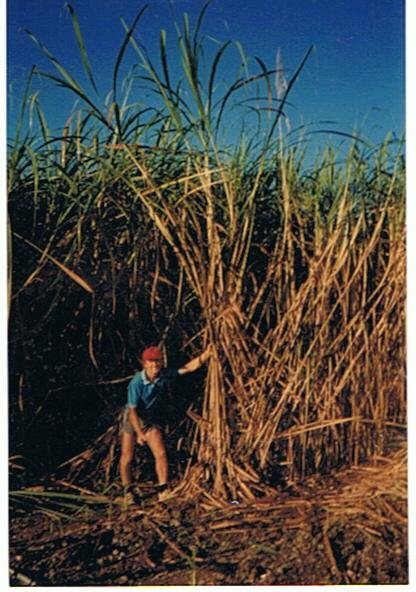 Me hand cutting sugar cane and hard at it!... wishing the cane was a bit shorter!