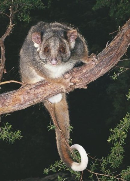 Possum.jpg