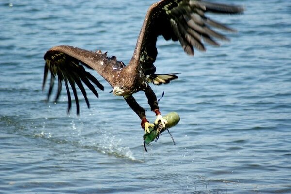 eagle_catching_fish.thumb.jpg.109390ea62aea7e7d87a747701543e09.jpg