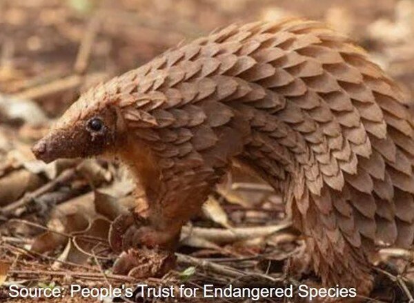 xPangolin.thumb.jpg.ec6366c45814b3d2f3a63b838040bb83.jpg